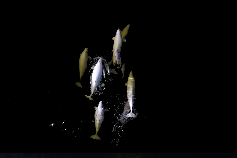 an aerial photograph of whales