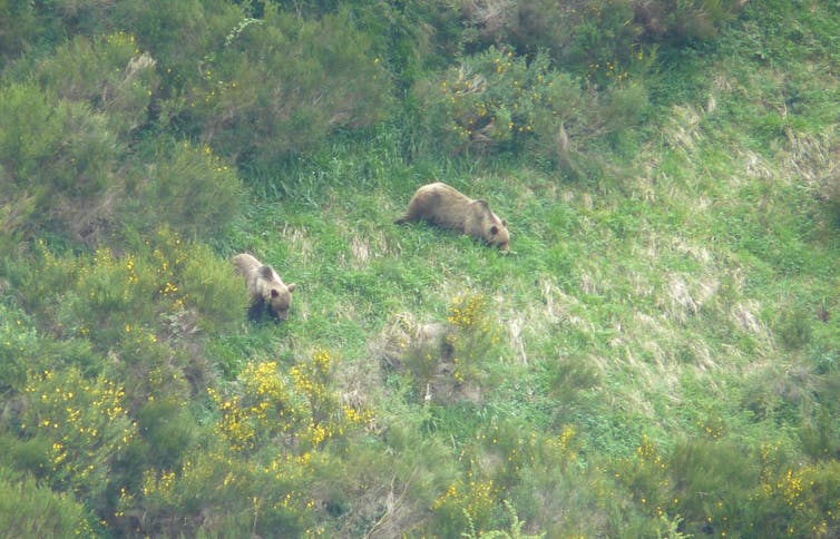 Dos osos pardos a lo lejos en un prado con escobas.