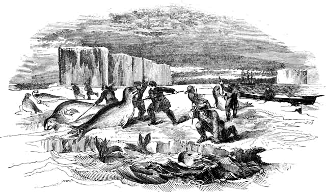 Dibujo de unos cazadores matando focas en el hielo.
