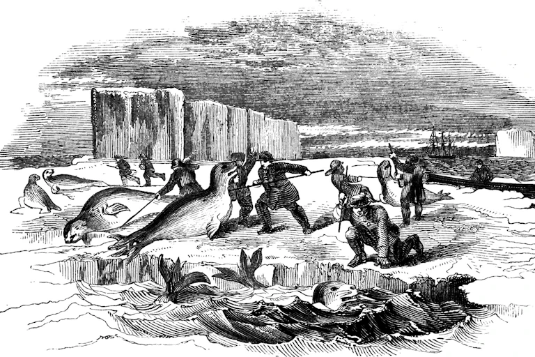 Dibujo de unos cazadores matando focas en el hielo.