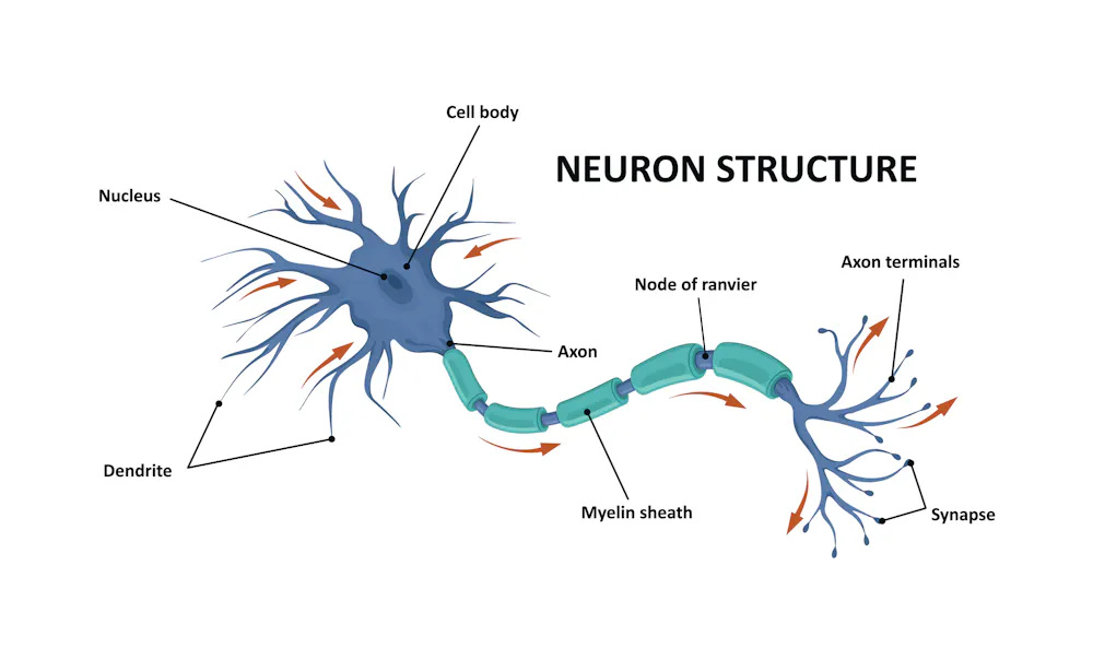 Neuro Cell Insect How we created the first map of an insect brain – and what it means for ...