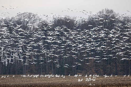 As bird flu continues to spread in the US and worldwide, what's the risk that it could start a human pandemic? 4 questions answered