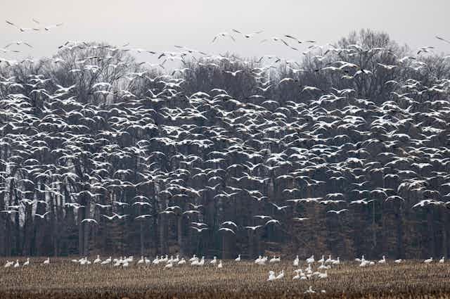 Hundreds of white birds take off from a farm field
