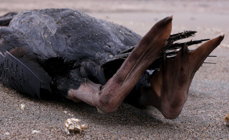 A dead pelican on a beach, shown from its feet.