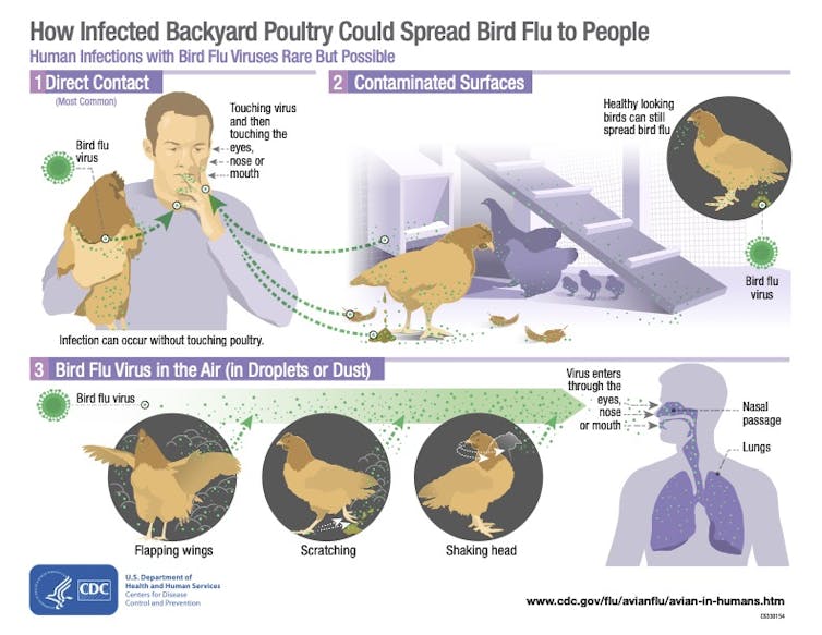 Graphic showing precautions for handling poultry to avoid bird flu infection.