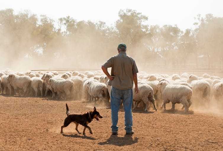 sheep farm australia