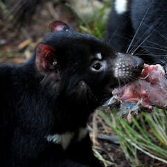 Could Tassie devils help control feral cats on the mainland? Fossils say yes