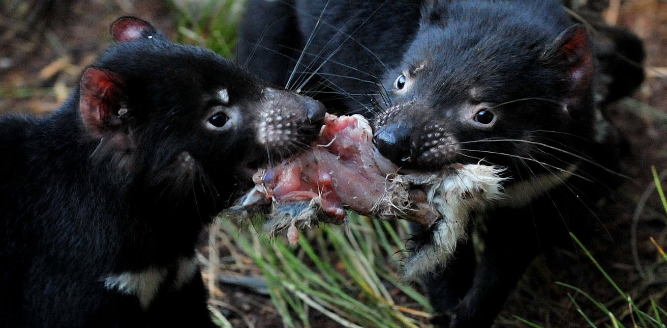 Tasmanian devil whiskers hold the key to protecting these superscavengers
