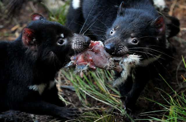 two Tasmanian devils fight over a piece of meat