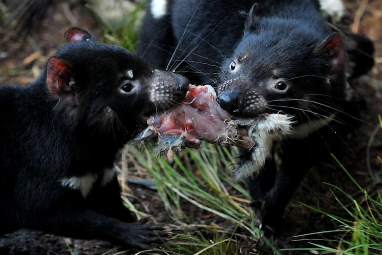 two Tasmanian devils fight over a piece of meat