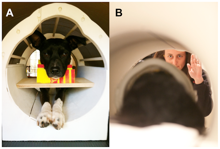 Side by side photos of a black dog with white paws sitting alert in a white round container, and a woman holding up a hand command to the dog