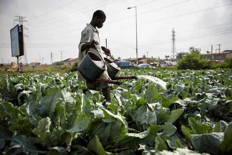 A boy watering his urban garden