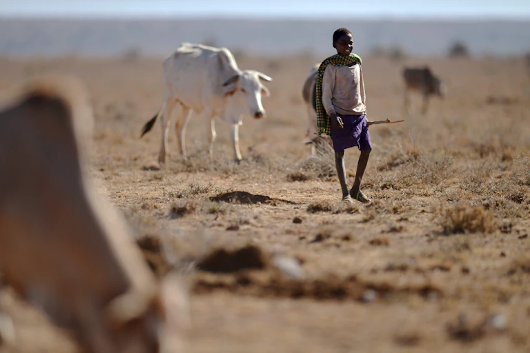 A boy walking ahead of a cow, with another cow in the foreground but blurred. The ground is largely dry with small tufts of brown grass