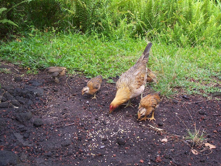 a hen with three chickens pecking at the ground