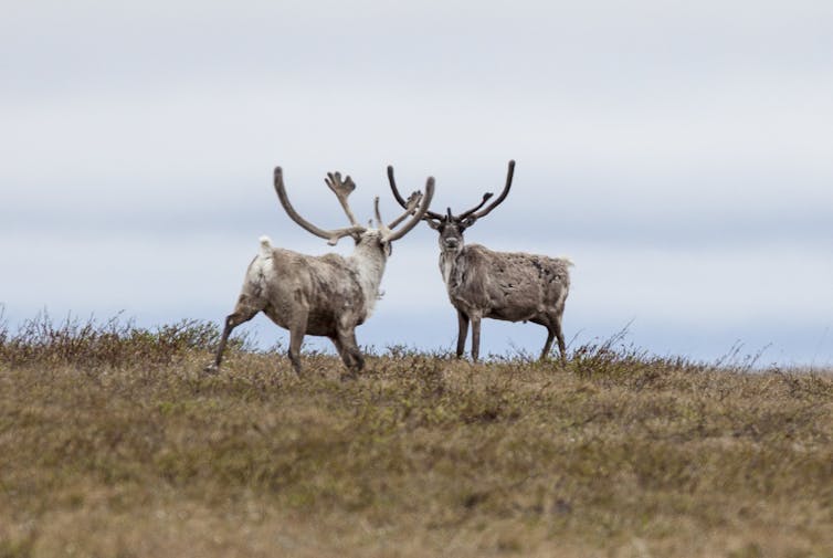 Two caribou stand on grasslands.