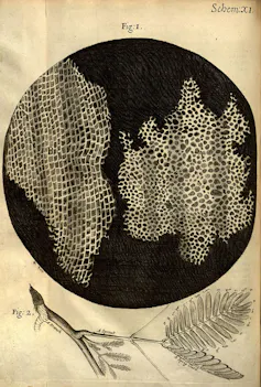 A sepia page scan of a drawing showing patches of dots and lines, and a drawing of a plant sprig underneath
