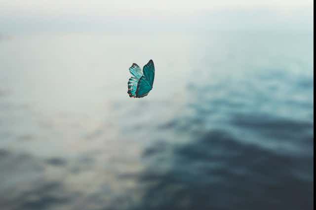 butterfly over ocean