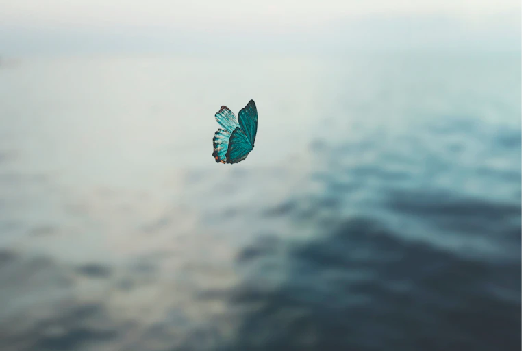 butterfly over ocean
