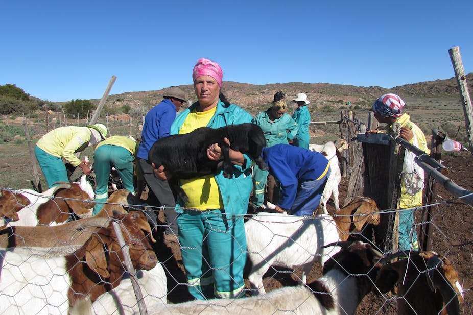 A woman wearing a work overall holds a goat, surrounded by other goats in a fenced pen, and with some other people wearing overalls in the background