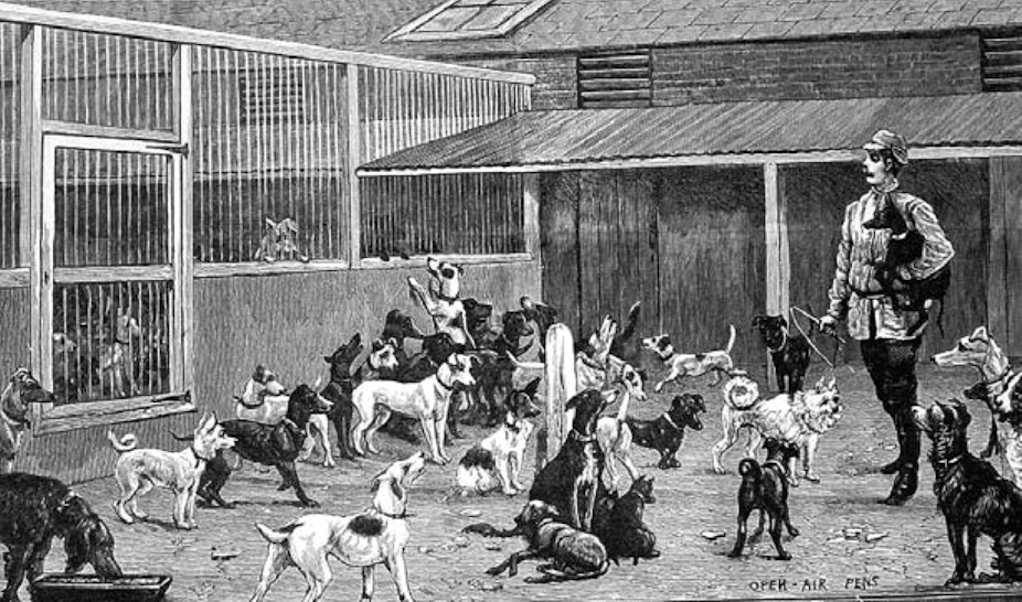 Illustration en noir et blanc représentant des chiens dans une fourrière au XIXe siècle