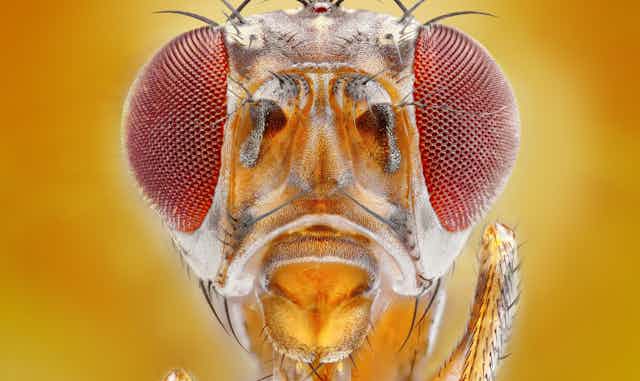 Close up of a fruit fly face