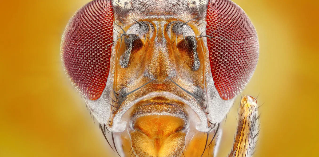 How we created the first map of an insect brain – and what it means for ...