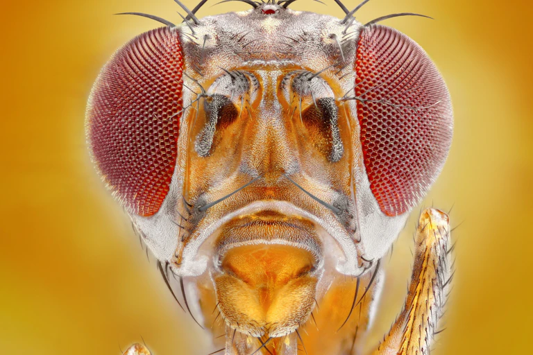 How we created the first map of an insect brain – and what it means for ...