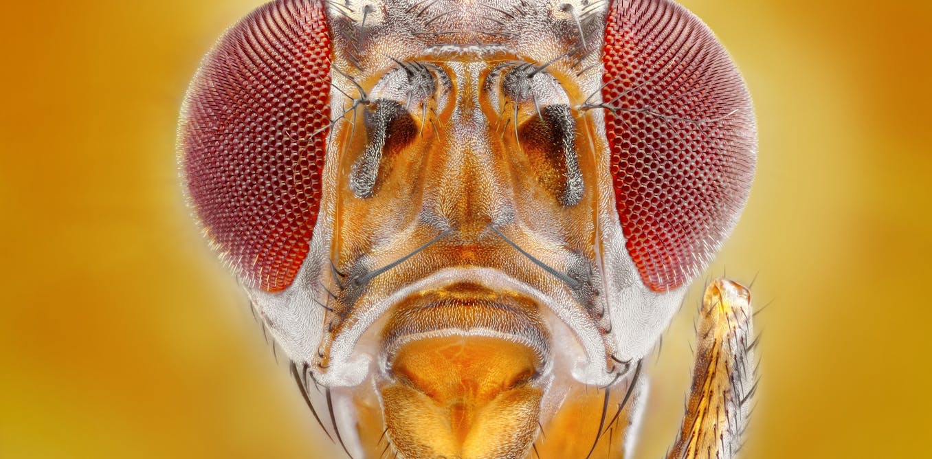 How we created the first map of an insect brain – and what it means for ...