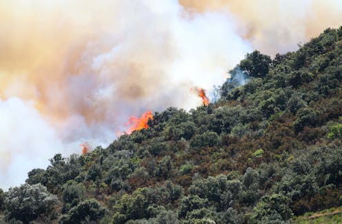 Por qué la expansión de bosques y matorrales no es una buena noticia