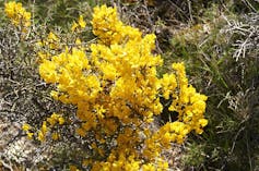 Arbusto con flor amarilla.