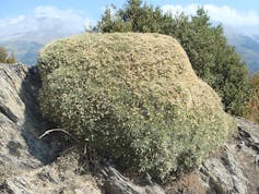Arbusto achaparrado sobre unas rocas.