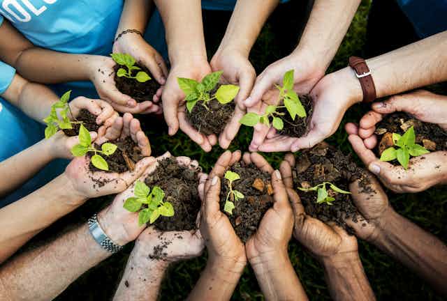 Small saplings cupped in a circle of hands.
