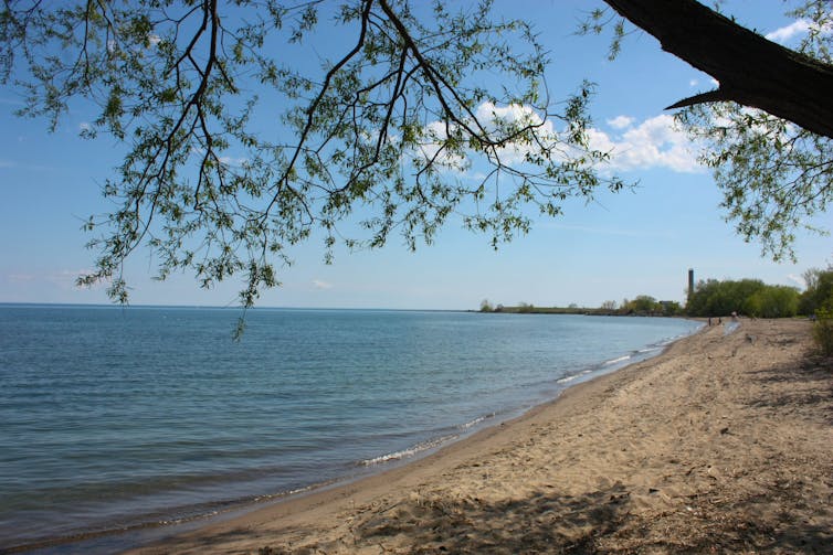 A beach is framed by a willow tree branch.