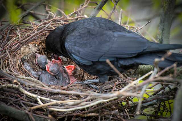 a nest with hungry open-mouthed chicks who are being fed by a parent crow