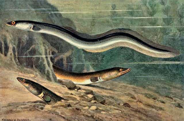 A drawing of three eels underwater.