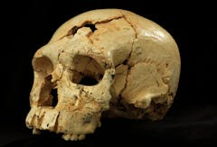 Women sought for Neandertal surrogacy? Not Yeti, thankfully