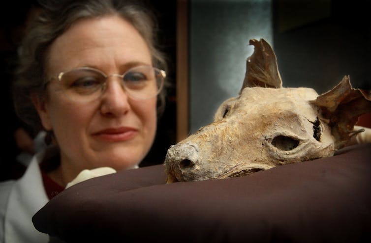 Woman looking at the mummified head of a thylacine