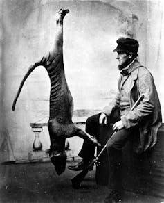 Old black and white photo of man sitting next to a dead thylacine strung up by its hind legs