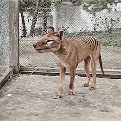 Tasmanian Tiger – News, Research and Analysis – The Conversation – page 1