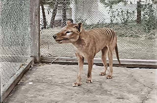 thylacine in a cage