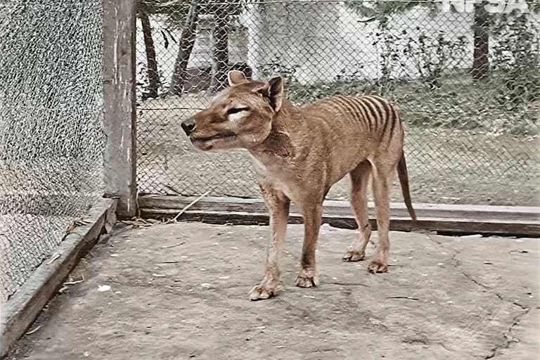 thylacine in a cage