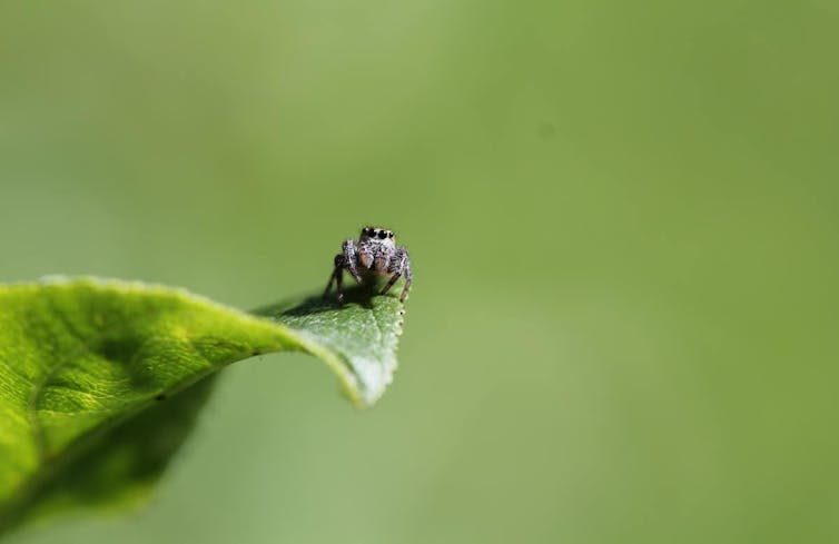 a close-up of a tiny spider on a leaf