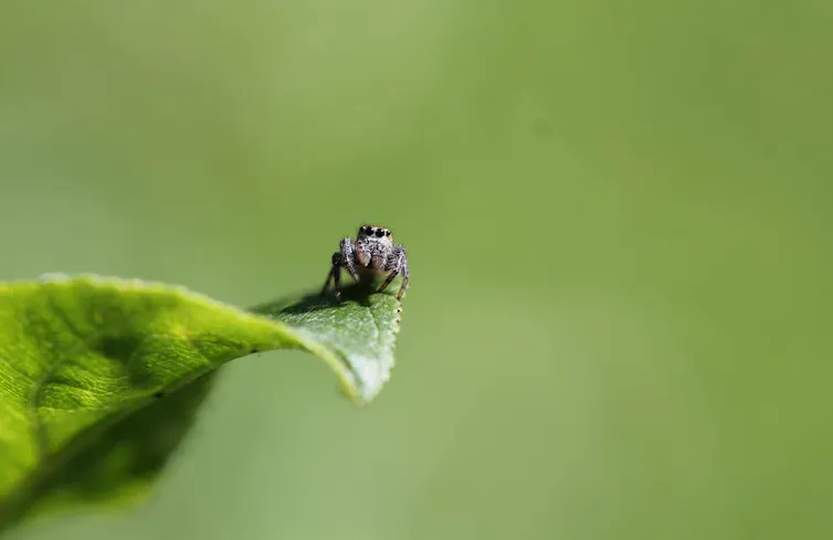 a close-up of a tiny spider on a leaf