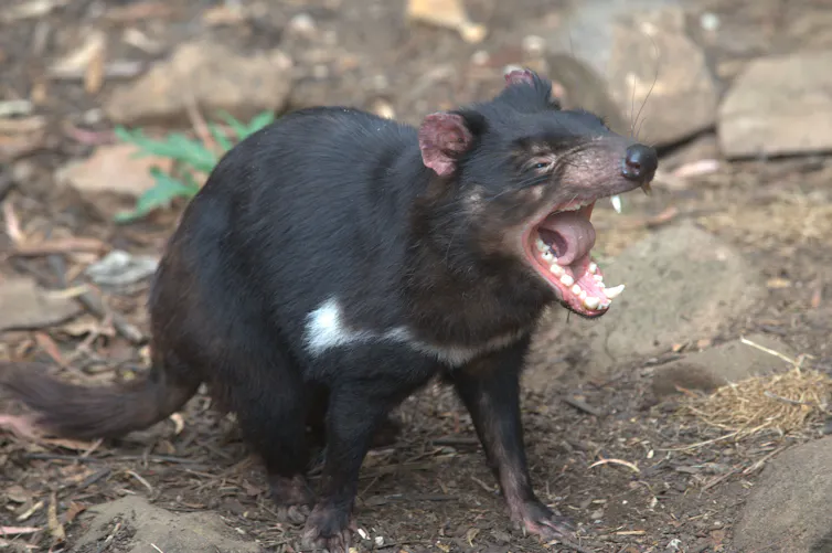 A Tasmanian devil with its jaws wide open, snarling
