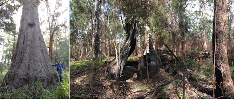 a large tree, left, and a collapsed tree after fire, right