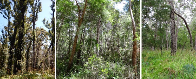 left to right, a burnt tree, a regrowth forest and a mature forest