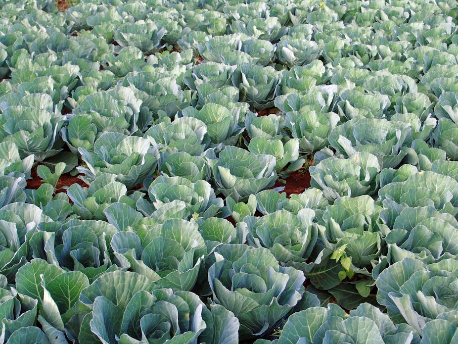 Mature cabbages in a farm