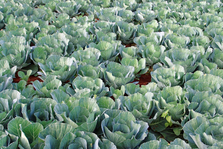 Mature cabbages in a farm