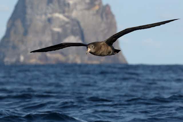 A dark seabird glides over ocean waves.