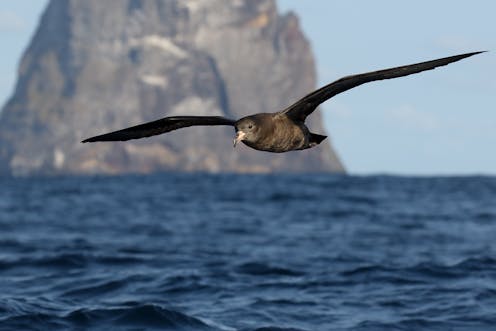 Seabirds that swallow ocean plastic waste have scarring in their stomachs – scientists have named this disease 'plasticosis'